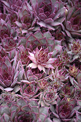 Red Beauty Hens And Chicks (Sempervivum 'Red Beauty') at Canadale Nurseries