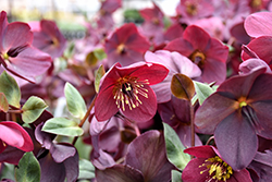 HGC Ice N' Roses Red Hellebore (Helleborus 'COSEH 4800') at Canadale Nurseries