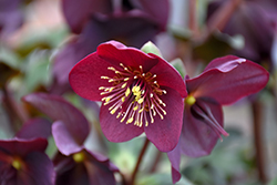 HGC Ice N' Roses Red Hellebore (Helleborus 'COSEH 4800') at Canadale Nurseries