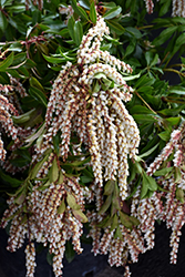 Mountain Fire Japanese Pieris (Pieris japonica 'Mountain Fire') at Canadale Nurseries