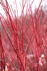 Coral Bark Japanese Maple (Acer palmatum 'Sango Kaku') at Canadale Nurseries