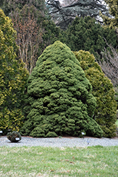 Dwarf Alberta Spruce (Picea glauca 'Conica') at Canadale Nurseries