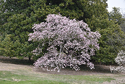 Leonard Messel Magnolia (Magnolia x loebneri 'Leonard Messel') at Canadale Nurseries