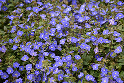 Georgia Blue Speedwell (Veronica peduncularis 'Georgia Blue') at Canadale Nurseries