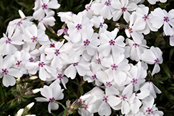 Amazing Grace Moss Phlox (Phlox subulata 'Amazing Grace') at Canadale Nurseries