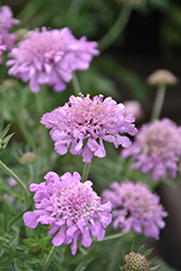 Pink Mist Pincushion Flower (Scabiosa 'Pink Mist') at Canadale Nurseries