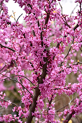 The Rising Sun Redbud (Cercis canadensis 'The Rising Sun') at Canadale Nurseries