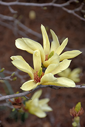 Yellow Bird Magnolia (Magnolia 'Yellow Bird') at Canadale Nurseries