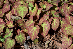 Froehnleiten Bishop's Hat (Epimedium x perralchicum 'Froehnleiten') at Canadale Nurseries