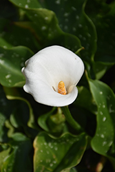 Calla Lily (Zantedeschia aethiopica) at Canadale Nurseries