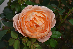 Lady Of Shalott Rose (Rosa 'Ausnyson') at Canadale Nurseries