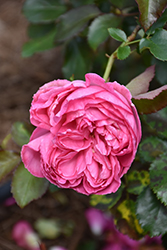 Pretty In Pink Eden Rose (Rosa 'Margaret Mae') at Canadale Nurseries
