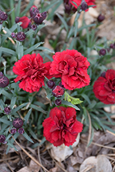 Sunflor Dynamite Carnation (Dianthus caryophyllus 'HILDYNA') at Canadale Nurseries