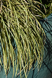 EverColor Eversheen Japanese Sedge (Carex oshimensis 'Eversheen') at Canadale Nurseries