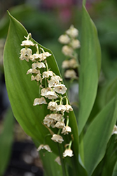 Lily-Of-The-Valley (Convallaria majalis) at Canadale Nurseries