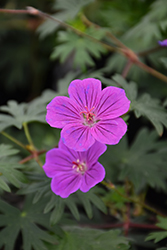 Tiny Monster Cranesbill (Geranium 'Tiny Monster') at Canadale Nurseries