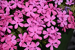 Moss Phlox (Phlox subulata) at Canadale Nurseries