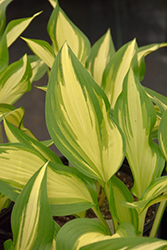 Cool As A Cucumber Hosta (Hosta 'Cool As A Cucumber') at Canadale Nurseries