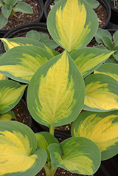 Forbidden Fruit Hosta (Hosta 'Forbidden Fruit') at Canadale Nurseries
