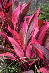 Red Sister Hawaiian Ti Plant (Cordyline fruticosa 'Red Sister') at Canadale Nurseries