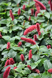 Dwarf Chenille Plant (Acalypha pendula) at Canadale Nurseries