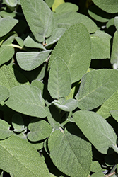 Common Sage (Salvia officinalis) at Canadale Nurseries