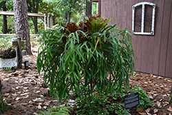 Staghorn Fern (Platycerium bifurcatum) at Canadale Nurseries