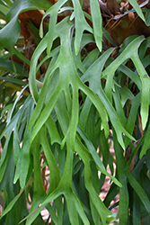 Staghorn Fern (Platycerium bifurcatum) at Canadale Nurseries