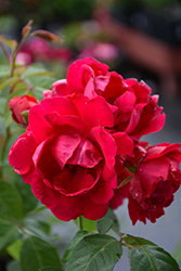 Blaze Rose (Rosa 'Blaze') at Canadale Nurseries
