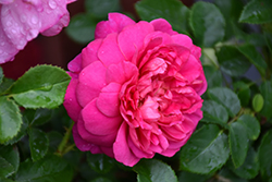 Princess Anne Rose (Rosa 'Auskitchen') at Canadale Nurseries