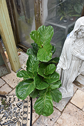 Fiddle Leaf Fig (Ficus lyrata) at Canadale Nurseries