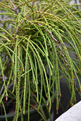 Whipcord Arborvitae (Thuja plicata 'Whipcord') at Canadale Nurseries