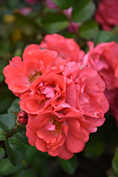Coral Drift Rose (Rosa 'Meidrifora') at Canadale Nurseries