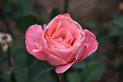Queen Elizabeth Rose (Rosa 'Queen Elizabeth') at Canadale Nurseries