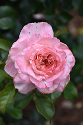 Savannah Sunbelt Rose (Rosa 'KORvioros') at Canadale Nurseries