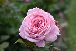 Summer Romance Parfuma Rose (Rosa 'KORtekcho') at Canadale Nurseries