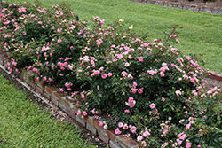 Sweet Drift Rose (Rosa 'Meiswetdom') at Canadale Nurseries