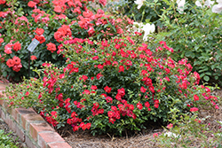 Red Drift Rose (Rosa 'Meigalpio') at Canadale Nurseries