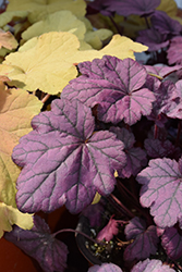 Electric Plum Coral Bells (Heuchera 'Electric Plum') at Canadale Nurseries