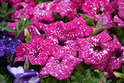 Headliner Pink Sky Petunia (Petunia 'KLEPH17342') at Canadale Nurseries