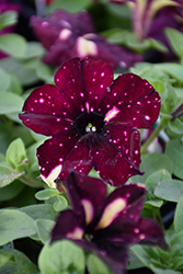 Headliner Starry Sky Burgundy Petunia (Petunia 'KLEPH18389') at Canadale Nurseries