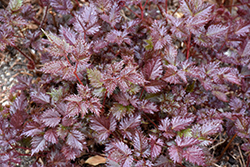 Delft Lace Astilbe (Astilbe 'Delft Lace') at Canadale Nurseries