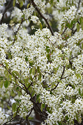 Ballerina Serviceberry (Amelanchier x grandiflora 'Ballerina') at Canadale Nurseries
