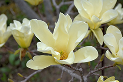 Elizabeth Magnolia (Magnolia 'Elizabeth') at Canadale Nurseries
