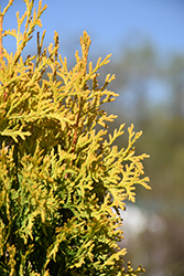 Amber Gold Arborvitae (Thuja occidentalis 'Jantar') at Canadale Nurseries