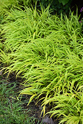All Gold Hakone Grass (Hakonechloa macra 'All Gold') at Canadale Nurseries