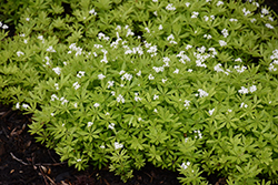 Sweet Woodruff (Galium odoratum) at Canadale Nurseries