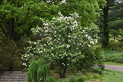 Fragrant Viburnum (Viburnum x carlcephalum) at Canadale Nurseries