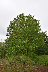 Yellow Bird Magnolia (Magnolia 'Yellow Bird') at Canadale Nurseries