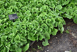 Canadian Wild Ginger (Asarum canadense) at Canadale Nurseries